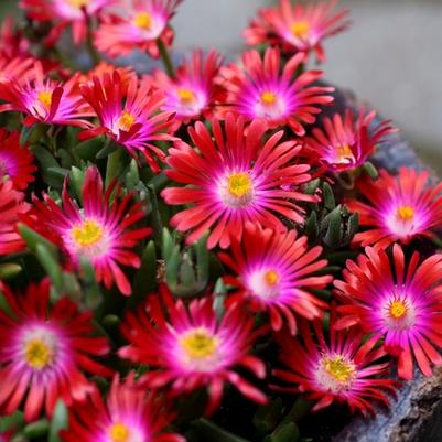 Delosperma cooperi Jewel of Desert Garnet