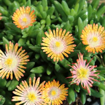 Delosperma cooperi Jewel of Desert Topaz