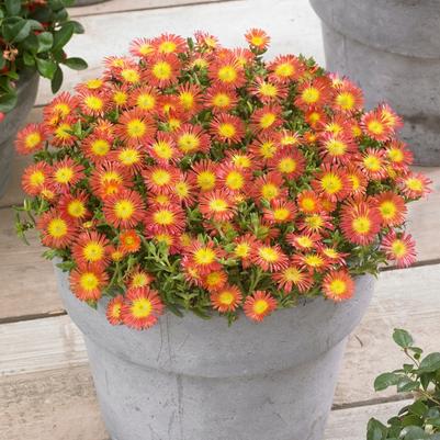 Delosperma Wheels of Wonder® Fire 2.0