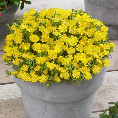 Delosperma Wheels of Wonder® Golden Wonder