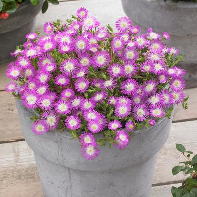 Delosperma Wheels of Wonder® Violet Wonder