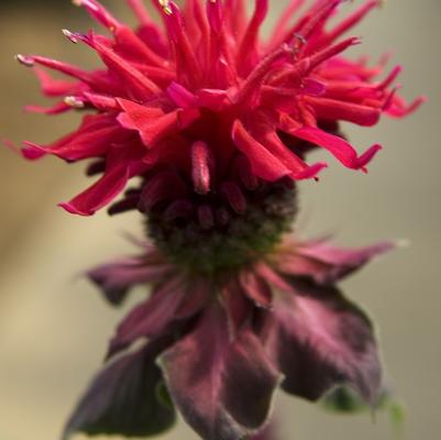 Monarda didyma Fireball