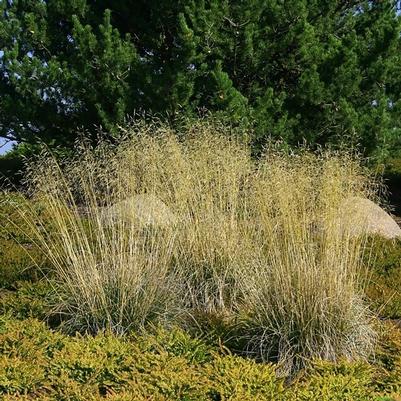 Deschampsia cespitosa Goldschleier (Gold Veil)