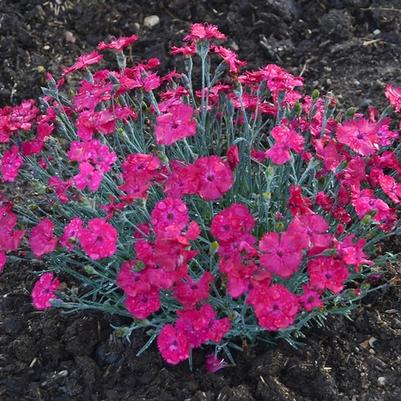 Dianthus Paint the Town Magenta