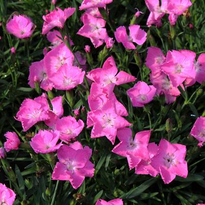 Dianthus Beauties® Kahori® Pink