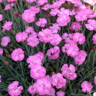 Dianthus gratianapolitanus Tiny Rubies