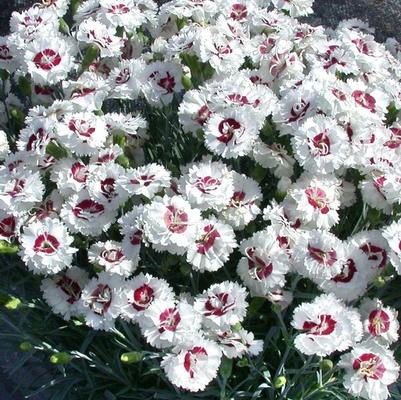 Dianthus Scent First® Coconut Surprise