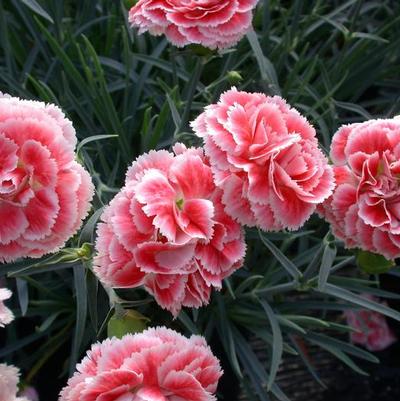 Dianthus Scent First® Coral Reef