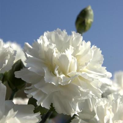 Dianthus Scent First® Memories