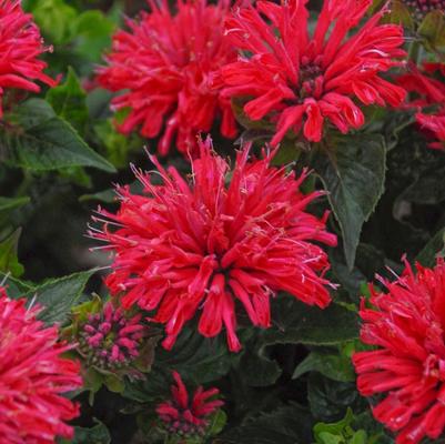 Monarda didyma Pardon My Cerise