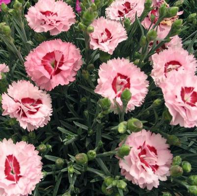 Dianthus Scent First® Raspberry Surprise