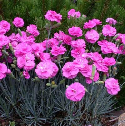 Dianthus Scent First® Tickled Pink