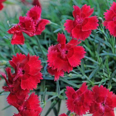 Dianthus Star Single™ Fire Star Improved