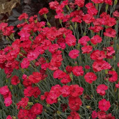 Dianthus Frosty Fire