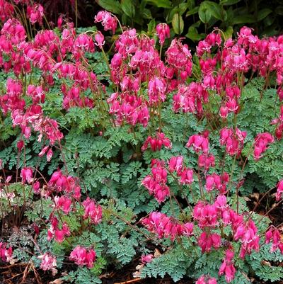 Dicentra King of Hearts