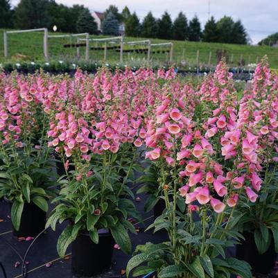 Digitalis Arctic Fox™ Rose