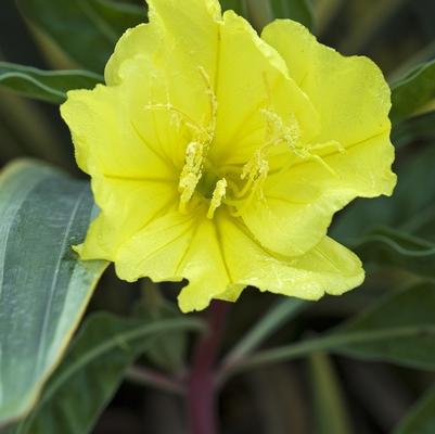 Oenothera missouriensis 