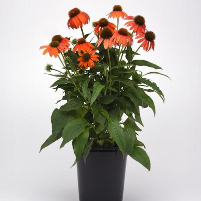 Echinacea Artisan™ Soft Orange