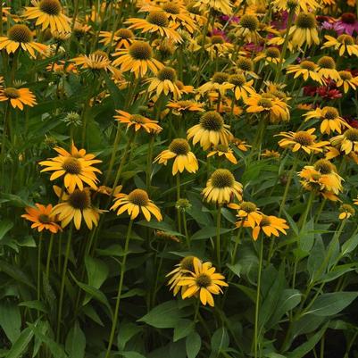 Echinacea Artisan™ Yellow Ombre