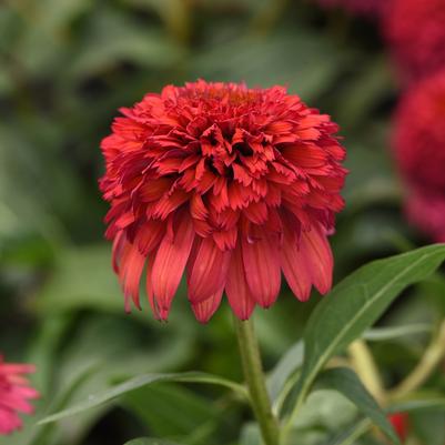 Echinacea Double Scoop™ Raspberry Deluxe