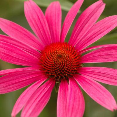 Echinacea purpurea Ruby Star