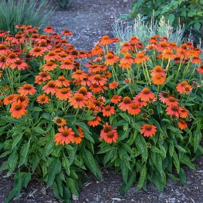 Echinacea Sombrero® Adobe Orange