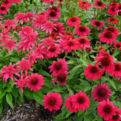 Echinacea Sombrero® Baja Burgundy