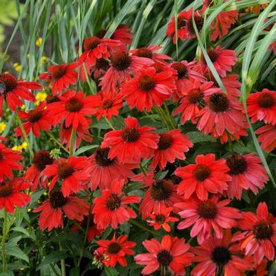 Echinacea Sombrero® Salsa Red