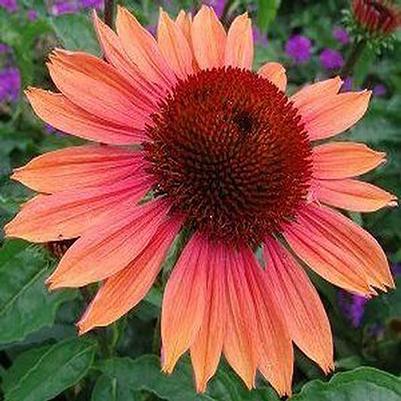 Echinacea Summersong™ Firefinch™