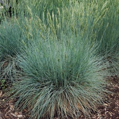 Festuca glauca Cool as Ice