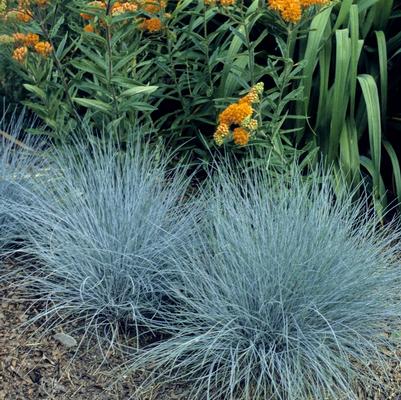 Festuca ovina glauca Elijah Blue