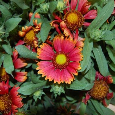 Gaillardia aristata Arizona Red Shades