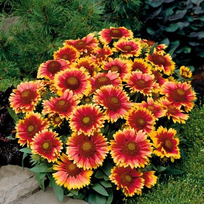 Gaillardia aristata Arizona Sun