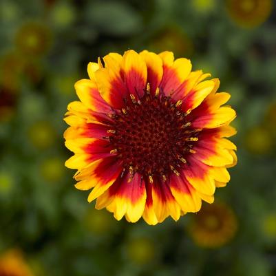 Gaillardia aristata Barbican™ Yellow Red Ring