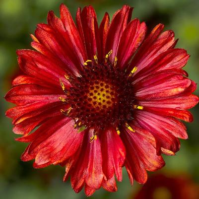 Gaillardia aristata Barbican™ Red