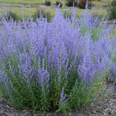 Perovskia atriplicifolia Blue Jean Baby