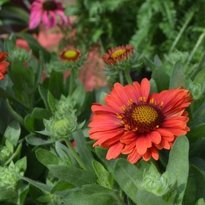 Gaillardia aristata SpinTop Red