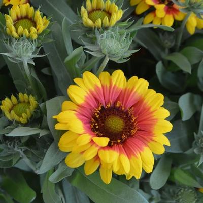 Gaillardia aristata SpinTop Red Starburst