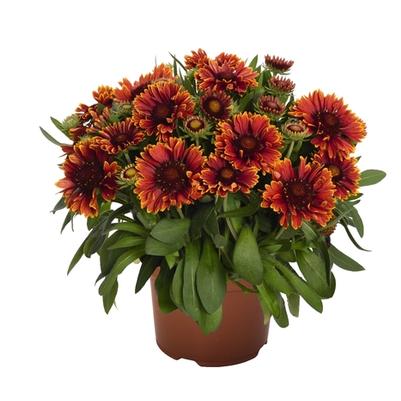 Gaillardia aristata SpinTop Yellow Touch