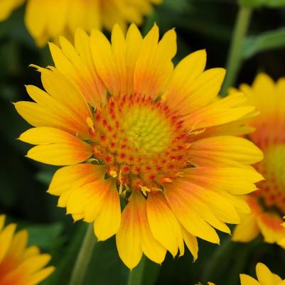 Gaillardia x grandiflora Mesa™ Peach