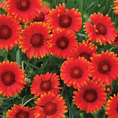 Gaillardia x grandiflora Mesa™ Red