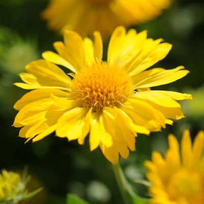 Gaillardia x grandiflora Mesa™ Yellow