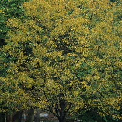 Gleditsia triacanthos var. inermis Imperial®