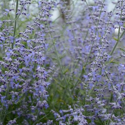 Perovskia atriplicifolia Little Lace