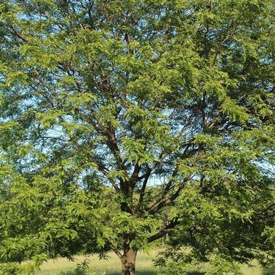 Gleditsia triacanthos var. inermis Shademaster