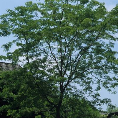 Gleditsia triacanthos var. inermis Sunburst®