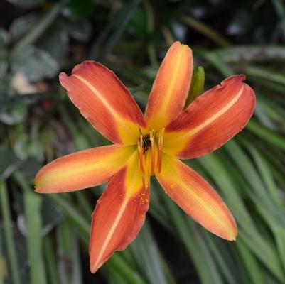 Hemerocallis Autumn Red