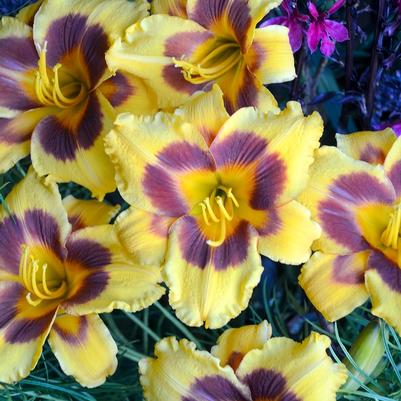 Hemerocallis Black Eyed Susan