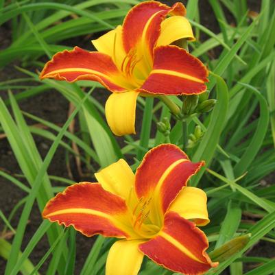 Hemerocallis Frans Hals