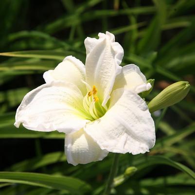 Hemerocallis Gentle Shepherd